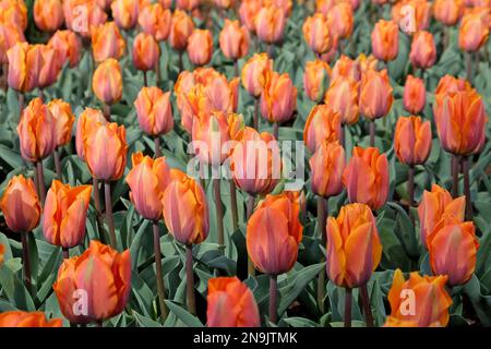 Tulipani arancioni e rosa ÔPrincess IreneÕ in fiore Foto Stock