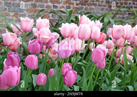 Tulipani ÔApricot PrideÕ e ÔPurple PrideÕ in fiore Foto Stock