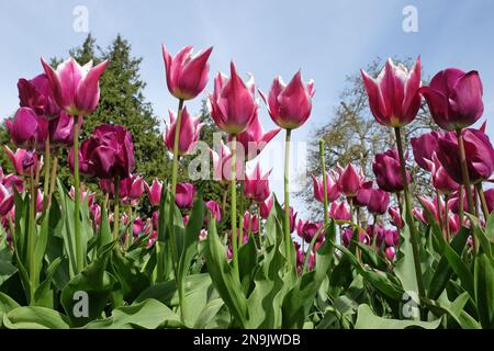 Lily fiorito Tulip ÔBalladeÕ in fiore. Foto Stock