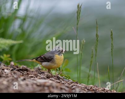 Un colorato Wagtail grigio (Motacilla cinerea) con un becco pieno di insetti gustosi per i suoi pulcini. Rutland, Regno Unito Foto Stock