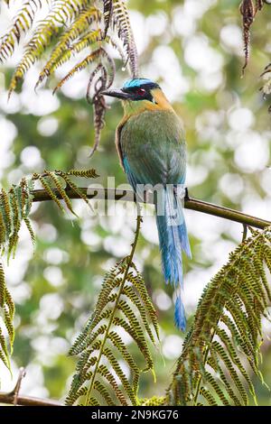 motmot andino, Momotus aequatorialis, adulto singolo arroccato nell'albero, San Isidro, Ecuador Foto Stock