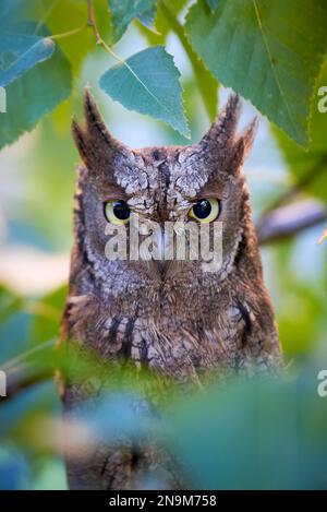 Scope eurasiatica gufo seduto su un ramo ( Otus scops ) Foto Stock