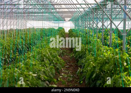pianta di pepe crescente in serra Foto Stock