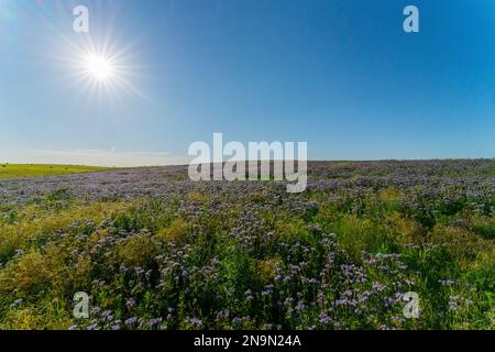 Blue phacelia Phacelia Tanacetifolia Benth fiorisce sulla piantagione di brandeburgo in estate Foto Stock