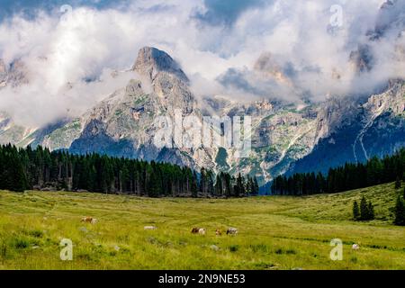 Bella vista sul prato con mucche e montagne nella nuvola in serata Italia, Dolomiti, Alpi Foto Stock