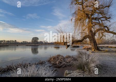 Invecchiamento pianto Willow albero che si appoggia allo stagno a Bushy Park presto in una frostia mattina di sole di febbraio Foto Stock