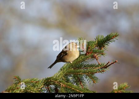 Chaffinch (Fringilla coelebs) presso la riserva naturale di Low Barns, contea di Durham. REGNO UNITO Foto Stock