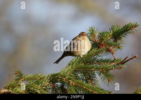 Chaffinch (Fringilla coelebs) presso la riserva naturale di Low Barns, contea di Durham. REGNO UNITO Foto Stock