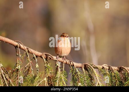Chaffinch (Fringilla coelebs) presso la riserva naturale di Low Barns, contea di Durham. REGNO UNITO Foto Stock