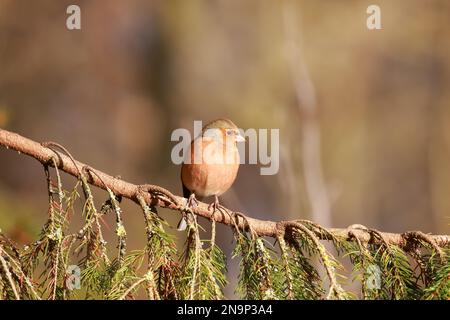 Chaffinch (Fringilla coelebs) presso la riserva naturale di Low Barns, contea di Durham. REGNO UNITO Foto Stock