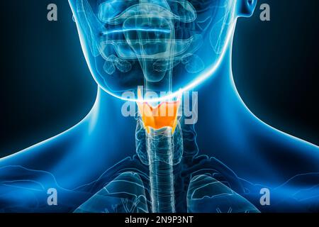 Raggi X della cartilagine tiroidea 3D che rendono l'illustrazione con i contorni del corpo maschile. Anatomia umana, medicina, biologia, scienza, concetti sanitari. Foto Stock