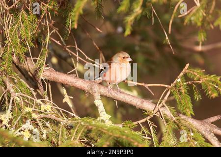 Chaffinch (Fringilla coelebs) presso la riserva naturale di Low Barns, contea di Durham. REGNO UNITO Foto Stock