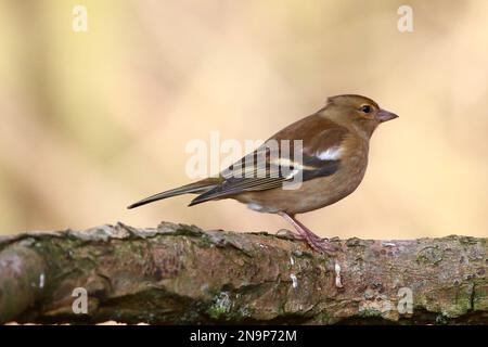 Chaffinch (Fringilla coelebs) presso la riserva naturale di Low Barns, contea di Durham. REGNO UNITO Foto Stock