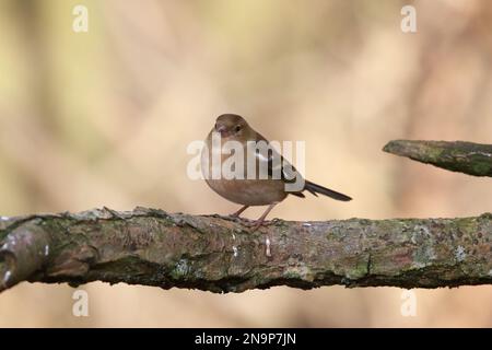 Chaffinch (Fringilla coelebs) presso la riserva naturale di Low Barns, contea di Durham. REGNO UNITO Foto Stock