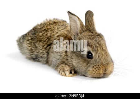 Piccolo coniglio isolato su sfondo bianco Foto Stock