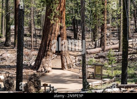 Tunnel Tree (sequoia gigante) nel parco nazionale di Yosemite, California, Stati Uniti Foto Stock