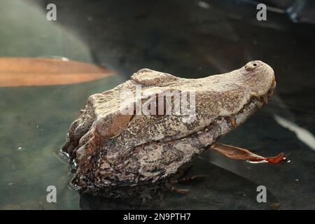 Alligatore mostra la sua testa fuori dall'acqua Foto Stock