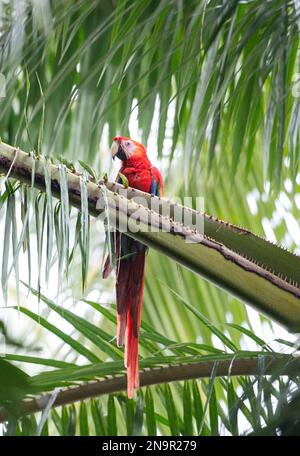 Scarlatto (Ara Macao) arroccato in una palma; Costa Rica Foto Stock