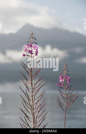 Alghe (Chamaenerion angustifolium) in fiore a Alert Bay, Queen Charlotte Strait, BC, Canada; British Columbia, Canada Foto Stock