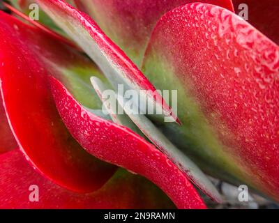 Dettaglio di una succulenta rossa; San Diego, California, Stati Uniti d'America Foto Stock