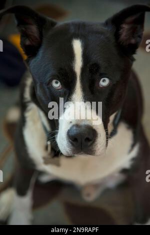 Ritratto di un cane miscuglio di husky seduto e che guarda la fotocamera; San Diego, California, Stati Uniti d'America Foto Stock