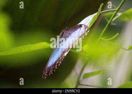 Bella farfalla morfo blu nella giungla Foto Stock