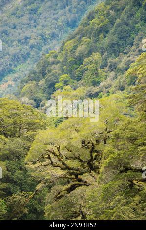 Beech tree on the banks of the Tutoko River near Milford Sound on the South Island of New Zealand; South Island, New Zealand Foto Stock