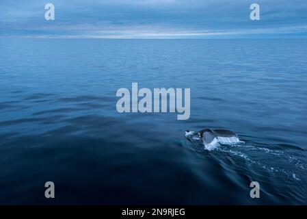 Megattere (Megaptera novaeangliae) che si innalza nel vasto oceano dell'Antartide, sul lato occidentale della penisola Antartica; Antartide Foto Stock