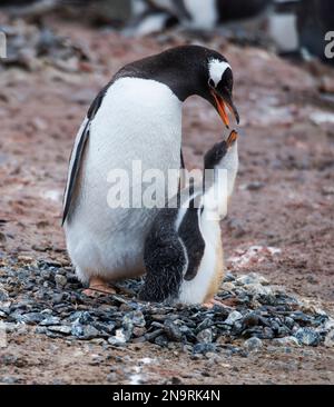 Pinguino Gentoo (Pygoscelis papua) con pulcino; Antartide Foto Stock