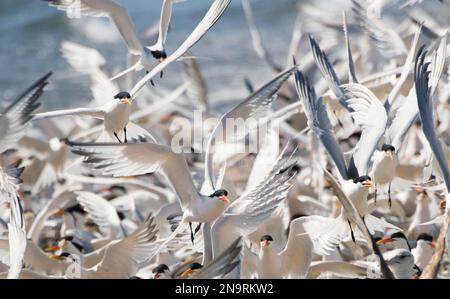 Primo piano di un gregge di Sterne Caspie (Sterna Caspia) a Punta Belcher sull'Isla Magdalena; Baja California, Messico Foto Stock