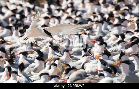 Primo piano di un gregge di Sterne Caspiane (Sterna Caspia) che riposa a Punta Belcher sull'Isla Magdalena; Baja California, Messico Foto Stock