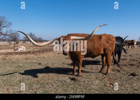 Profilo di un grande toro arancione, Longhorn con corna lunghe e curve in piedi in un pascolo ranch erboso in una giornata di sole in Texas. Foto Stock