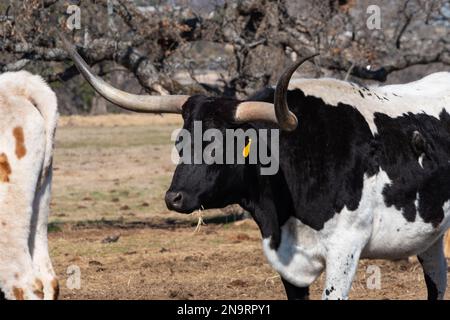 Un profilo di primo piano di un toro bianco e nero di Longhorn con corna lunghe e curve in piedi in un pascolo ranch con gli occhi chiusi e un pezzo di hangi di fieno Foto Stock