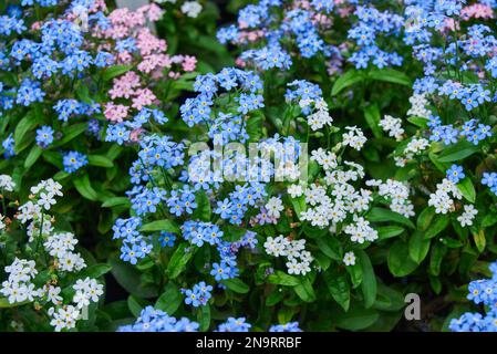 Myosotis alpestris o alpina Forget-me-not flowering pianta Foto Stock