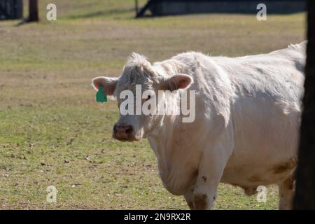 Una mucca di Charolais color crema con un marchio auricolare verde che cammina attraverso un prato erboso ranch in una giornata di sole. Foto Stock