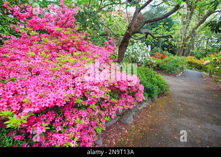 Splendide piante in fiore nei giardini dei Crystal Springs Rhododendron Gardens; Portland, Oregon, Stati Uniti d'America Foto Stock