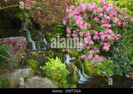 Cascate e bellissime piante in fiore nei giardini dei Crystal Springs Rhododendron Gardens; Portland, Oregon, Stati Uniti d'America Foto Stock