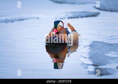 un'anatra maschile mandarino nuota tra il ghiaccio in inverno Foto Stock