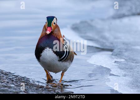 un'anatra mandarina maschio si erge sulla riva di un canale ghiacciato e spalma le ali Foto Stock