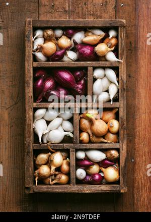 Piccoli bulbi di cipolle rosse, bianche e gialle pronti per la piantagione in una scatola di smistamento in legno rustico. Primavera, giardinaggio, concetto agricolo. Vista dall'alto. Foto Stock