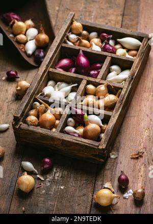 Piccoli bulbi di cipolle rosse, bianche e gialle pronti per la piantagione in una scatola di smistamento in legno rustico. Primavera, giardinaggio, concetto agricolo. Selettivo Foto Stock