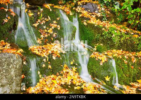 L'acqua scorre lungo un paesaggio di muscoli con foglie cadute colorate in autunno al Crystal Springs Rhododendron Garden Foto Stock