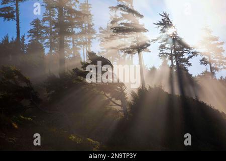 Alba su alberi sagomati lungo un promontorio a Short Beach sulla costa dell'Oregon, Stati Uniti d'America; Oregon, Stati Uniti d'America Foto Stock