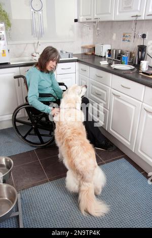 donna disabile confinata su sedia a rotelle a fare il casino del suo cane in cucina Foto Stock