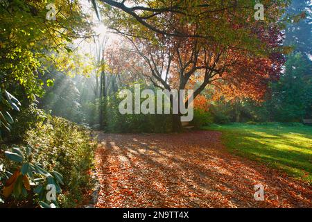 Luce del sole attraverso la nebbia e gli alberi all'alba a Crystal Springs Rhododendron Garden; Portland, Oregon, Stati Uniti d'America Foto Stock