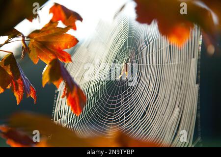 Ragno nella sua rete al mattino alla luce del sole con foglie autunnali su un albero in primo piano; Washington, Stati Uniti d'America Foto Stock