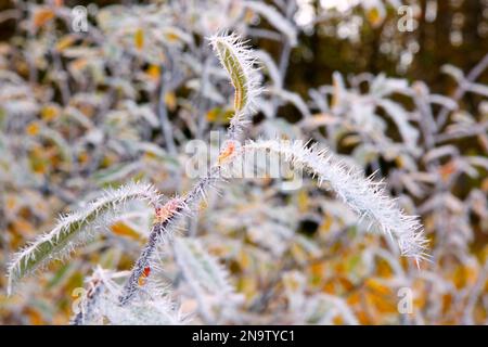 Hoar Frost copre una pianta in cristalli di ghiaccio spiky; Oregon, Stati Uniti d'America Foto Stock