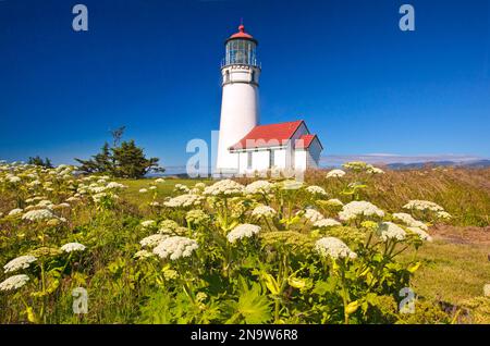 Fiori selvatici e Cape Blanco Light lungo la costa dell'Oregon meridionale nel Cape Blanco State Park; Cape Blanco, Oregon, Stati Uniti d'America Foto Stock