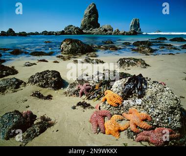 Le stelle marine si aggrappano alle rocce su una spiaggia sabbiosa nell'Ecola State Park lungo la costa dell'Oregon; Oregon, Stati Uniti d'America Foto Stock