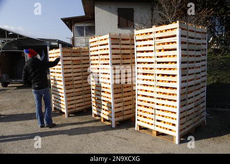 Scatole di arance, utilizzate per la battaglia di arance di Ivrea Foto Stock